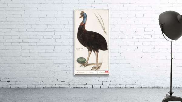 Cassowary vintage style Wall Preview
