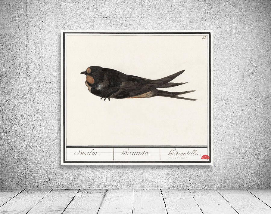 Barn swallow in vintage style Wall Preview
