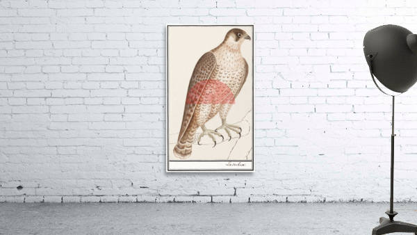 Saker falcon in vintage style Wall Preview