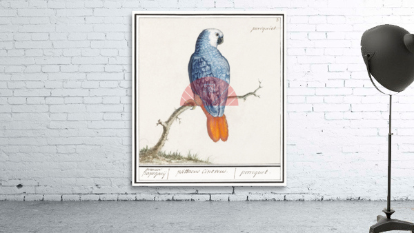 Grey parrot in vintage style Wall Preview