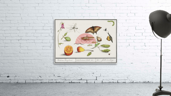 Grey parrot in vintage style Wall Preview