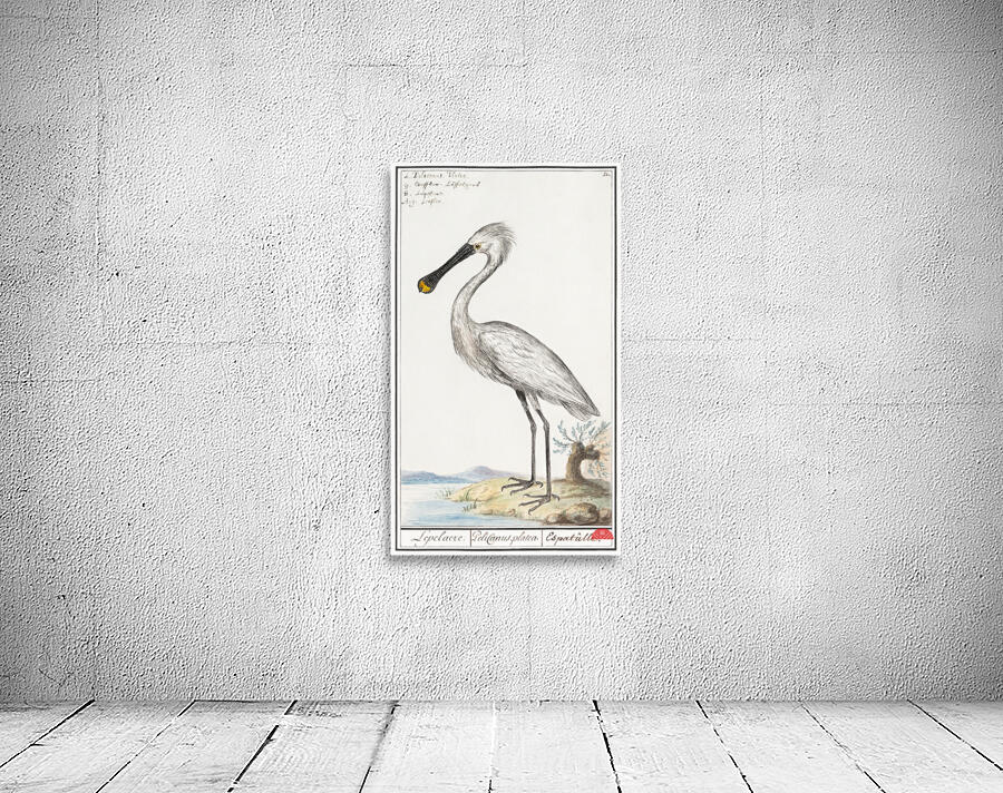 Spoonbill in vintage style Wall Preview