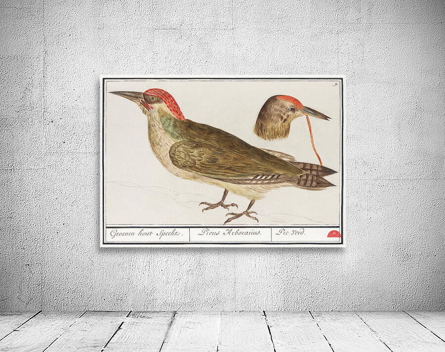 European green woodpecker in vintage style Wall Preview