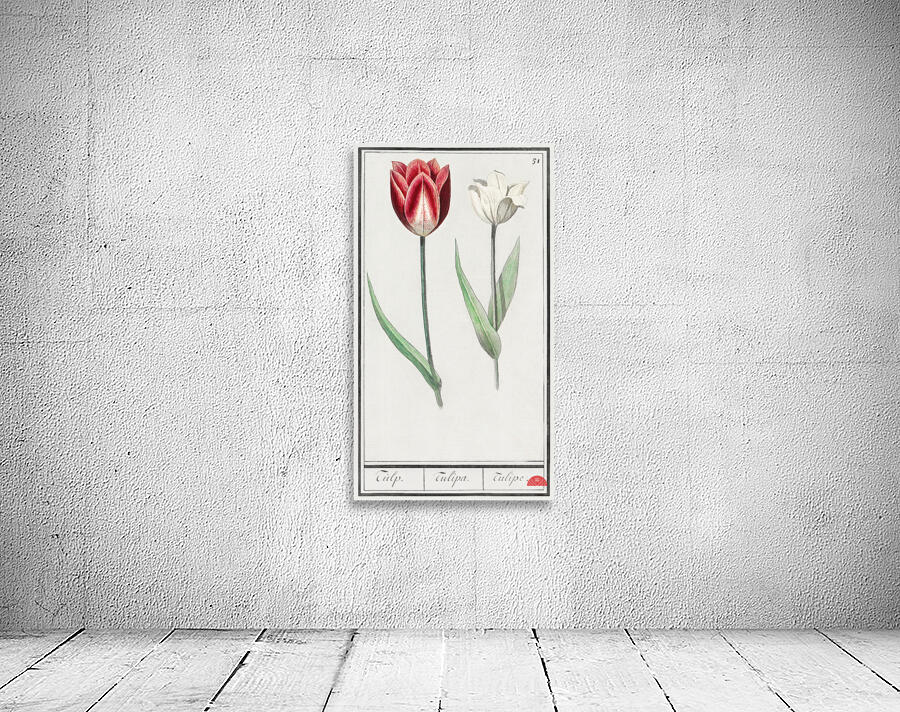 Tulip in vintage style Wall Preview