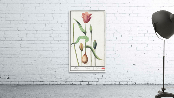 Tulip in vintage style Wall Preview