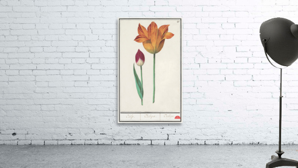 Tulip in vintage style Wall Preview