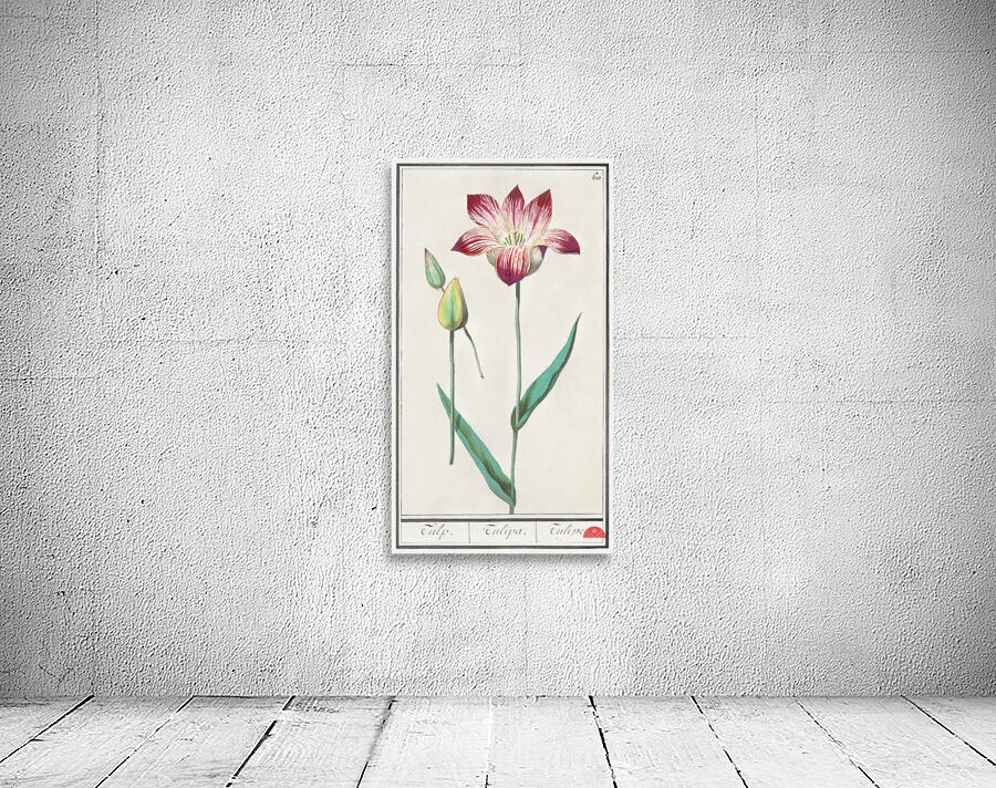 Tulip in vintage style Wall Preview
