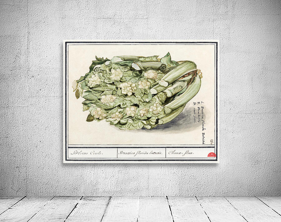 Cauliflower in vintage style Wall Preview