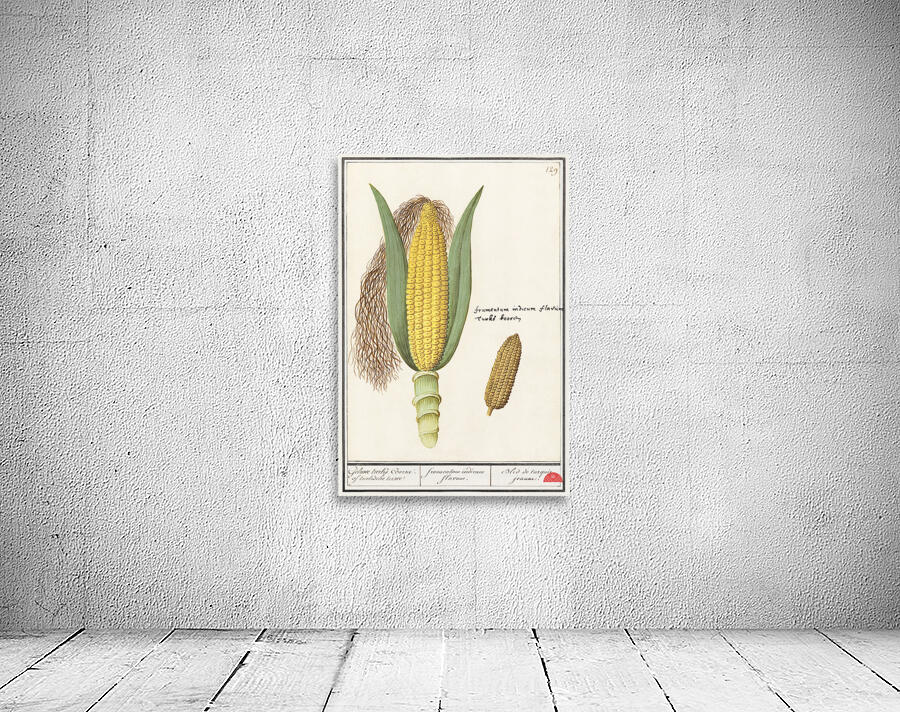 Corn in vintage style Wall Preview