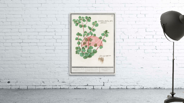 Cymbalaria in vintage style Wall Preview