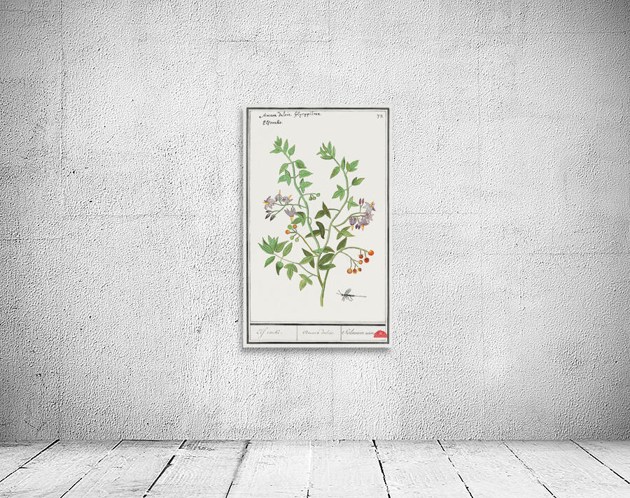 Bitter nightshade in vintage style Wall Preview