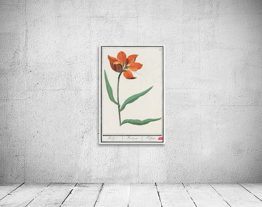 Tulip in vintage style Wall Preview