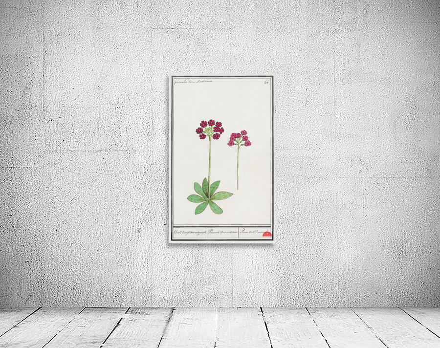 Primrose in vintage style Wall Preview