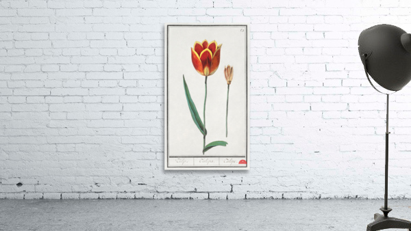 Tulip in vintage style Wall Preview