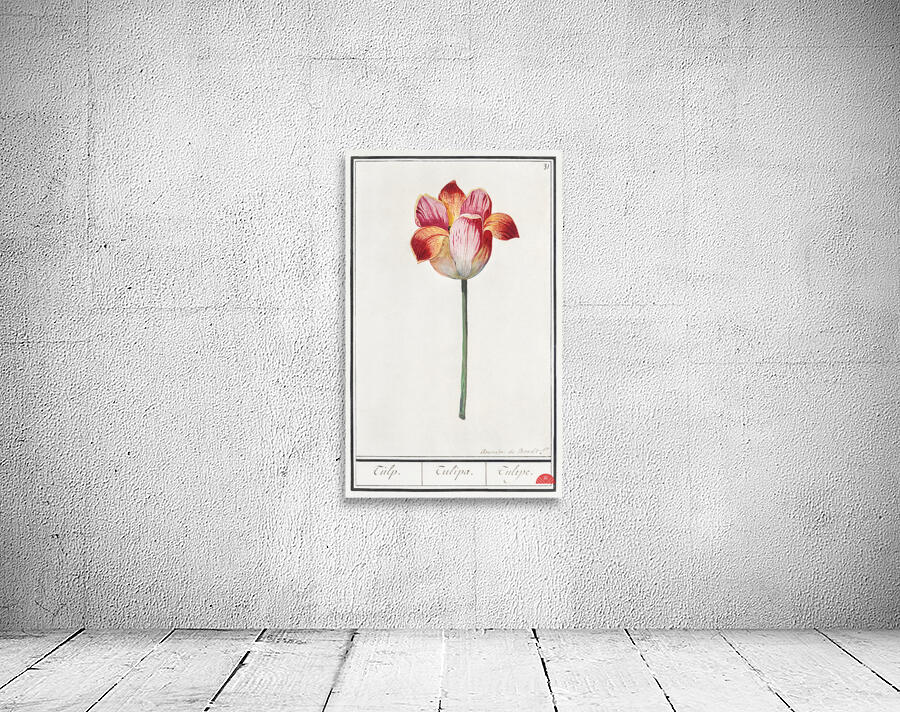 Tulip in vintage style Wall Preview