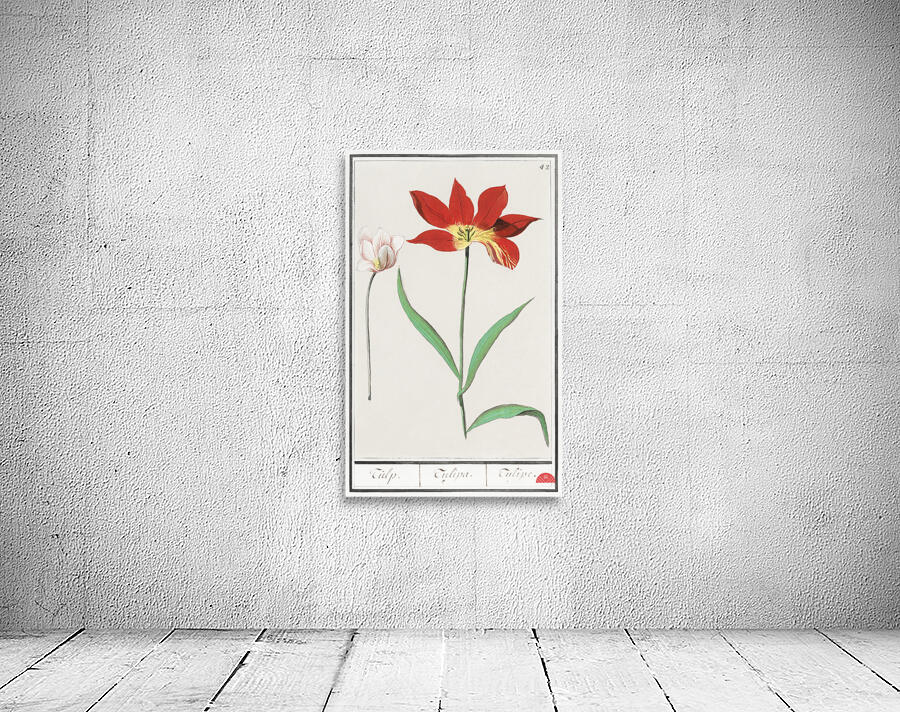 Tulip in vintage style Wall Preview
