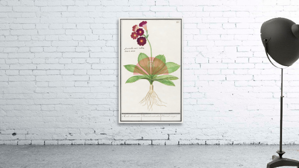 Primrose in vintage style Wall Preview