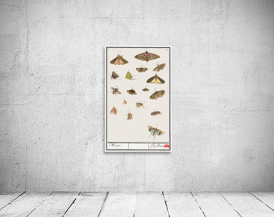 Butterflies and moths set Wall Preview