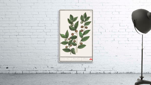 Olive in vintage style Wall Preview