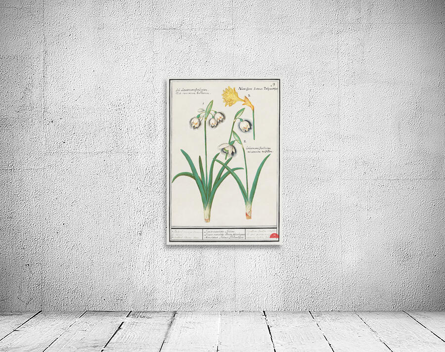 Tulip in vintage style Wall Preview