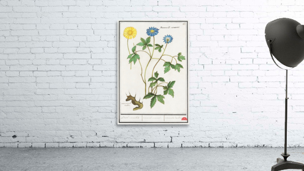 Windflower in vintage style Wall Preview