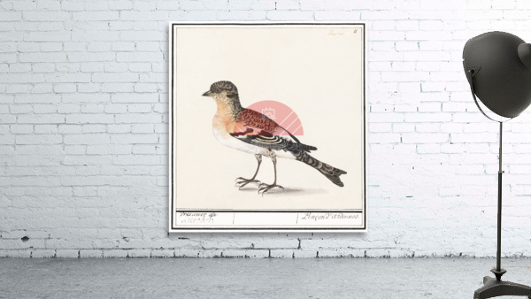 Brambling in vintage style Wall Preview