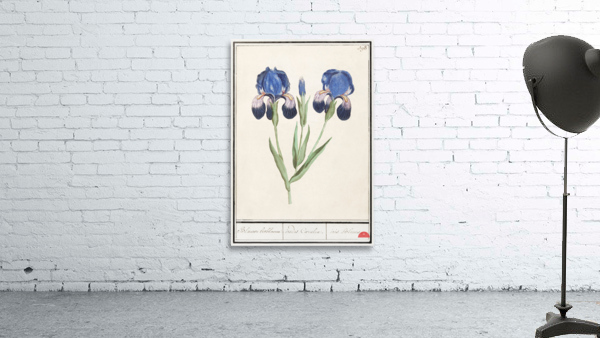 Purple iris in vintage style Wall Preview
