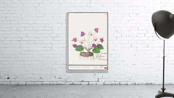 Cyclamen in vintage style Wall Preview