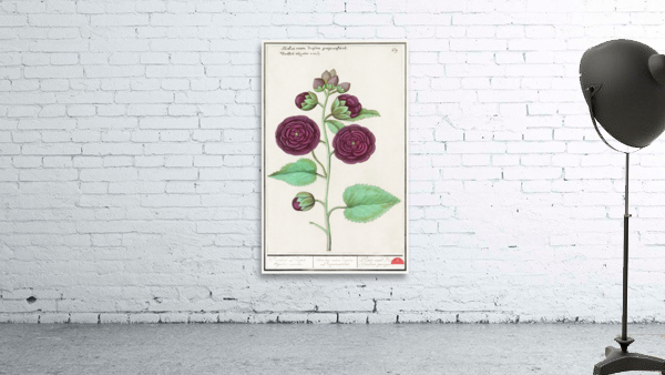 Alcea in vintage style Wall Preview