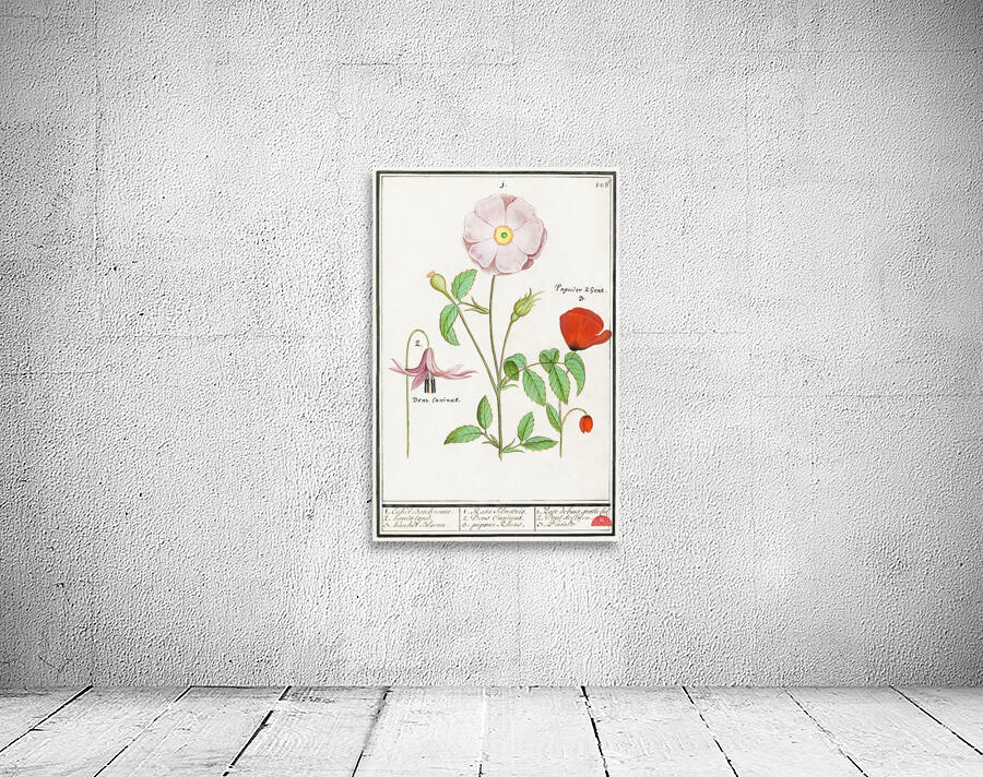 Dogstand flower wild rose and papaver Wall Preview