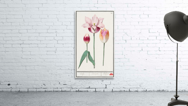 Tulip in vintage style Wall Preview