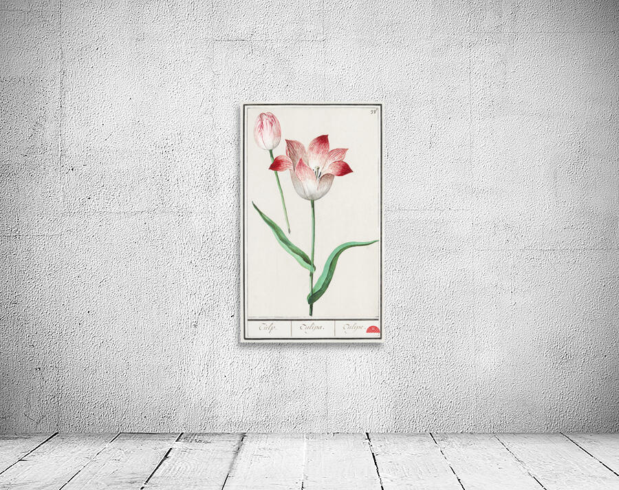 Tulip in vintage style Wall Preview