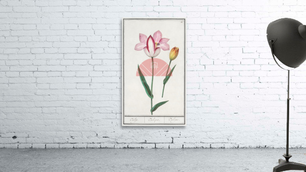 Tulip in vintage style Wall Preview