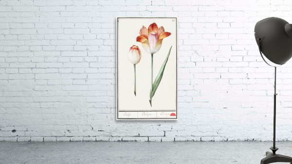 Tulip in vintage style Wall Preview