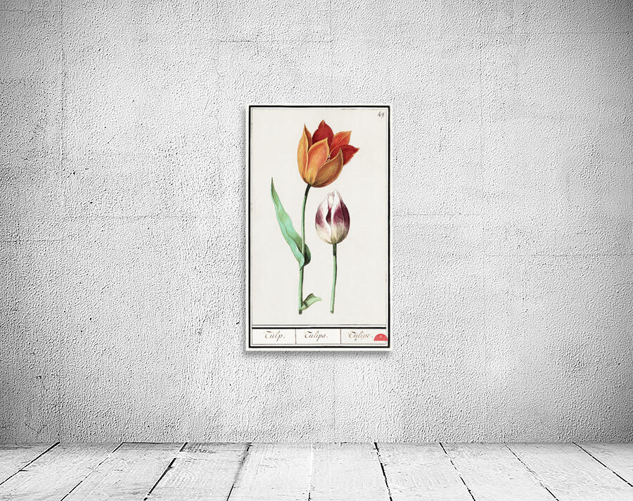 Tulip in vintage style Wall Preview