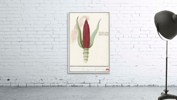 Maize in vintage style Wall Preview