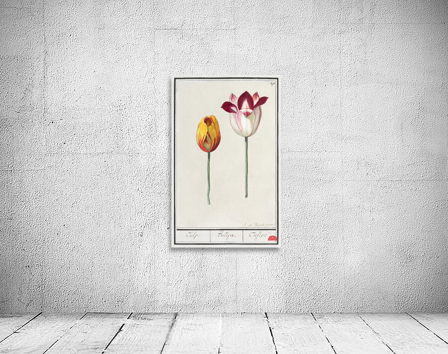 Tulip in vintage style Wall Preview