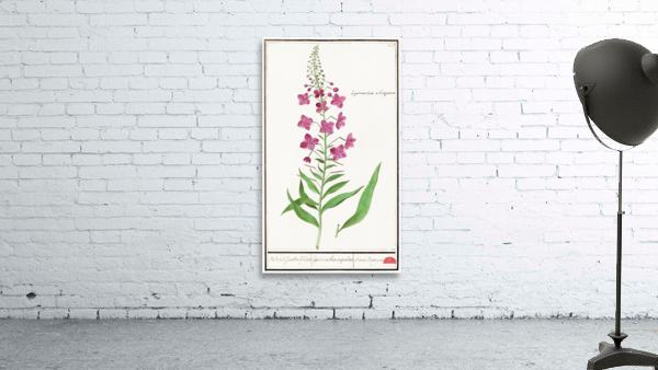 Willowherb in vintage style Wall Preview
