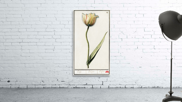 Tulip in vintage style Wall Preview