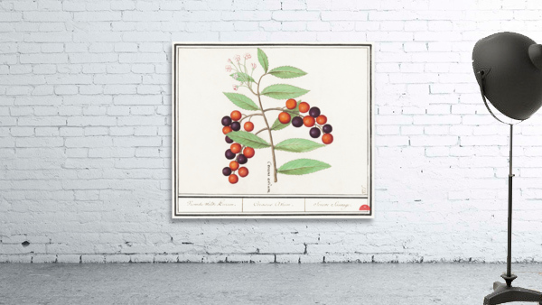 Bird cherry in vintage style Wall Preview