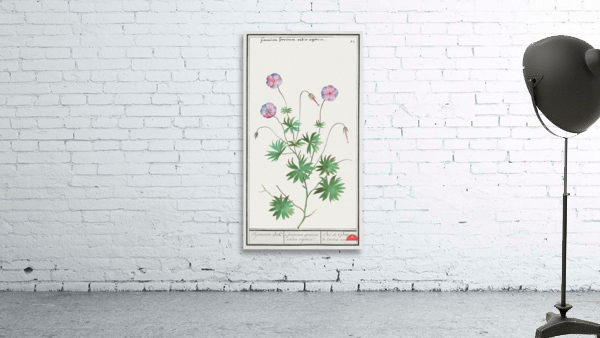 Geranium in vintage style Wall Preview