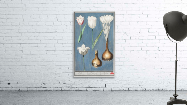 Tulip in vintage style Wall Preview