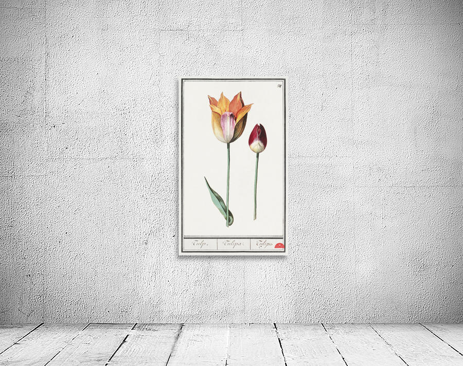 Tulip in vintage style Wall Preview