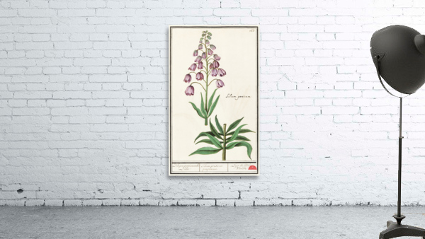 Persian lily in vintage style Wall Preview