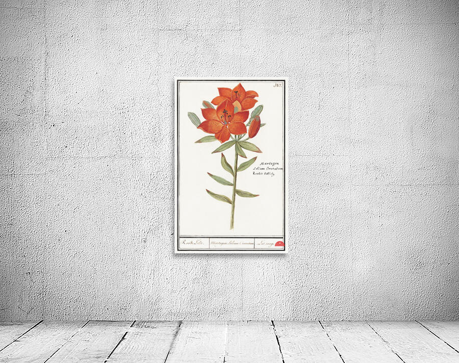 Red lily in vintage style Wall Preview