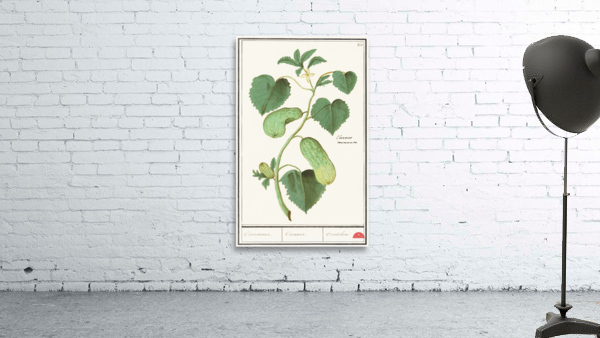 Cucumber in vintage style Wall Preview