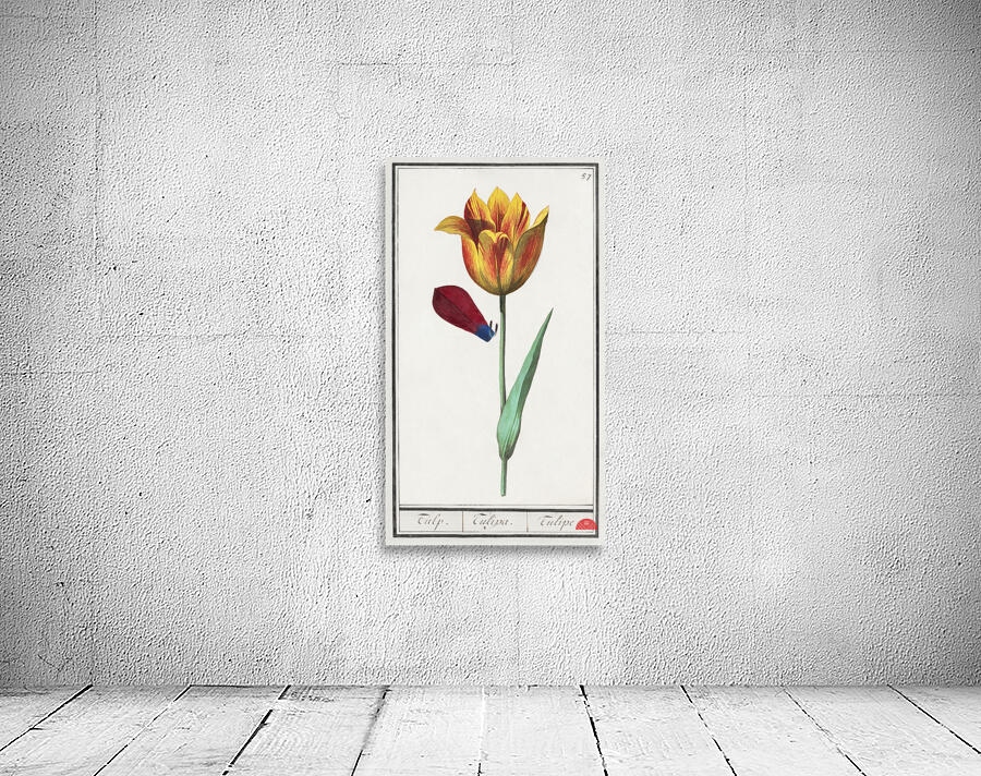 Tulip in vintage style Wall Preview