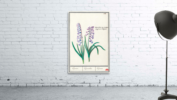 Hyacinth in vintage style Wall Preview