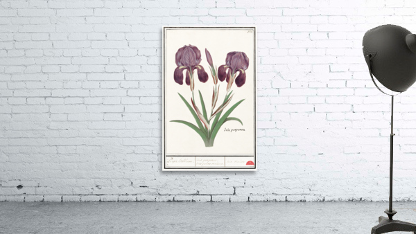 Purple iris in vintage style Wall Preview