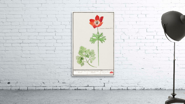 Anemone in vintage style Wall Preview